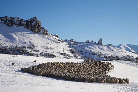 agricultural;agriculture;Animal;Animals;Arthurs-Pass-Road;Canterbury;Castle-Hill;Castle-Hill-Station;cold;country;countryside;Crowd;Crowded;Crowds;dog;dogs;drove;droving;ewes;farm;Farm-animals;farming;farmland;farms;field;fields;flock;flocks;geological;geology;herbivore;herbivores;herbivorous;herd;herds;limestone-tors;livestock;mammal;mammals;meadow;meadows;mob;mobs;muster;mustering;N.Z.;New-Zealand;NZ;Outdoor;Outdoors;Outside;paddock;paddocks;pasture;pastures;rock;rock-formation;rock-formations;rock-outcrop;rock-outcrops;rock-tor;rock-torr;rock-torrs;rock-tors;rocks;rural;S.I.;season;seasonal;seasons;sheep;sheep-dog;sheep-dogs;sheepdog;sheepdogs;shepherd-dog;shepherd-dogs;SI;snow;snowy;South-Is;South-Island;State-Highway-73;State-Highway-Seventy-Three;stock;stone;white;winter;wintery;wool;woolly;wooly;working-dog;working-dogs