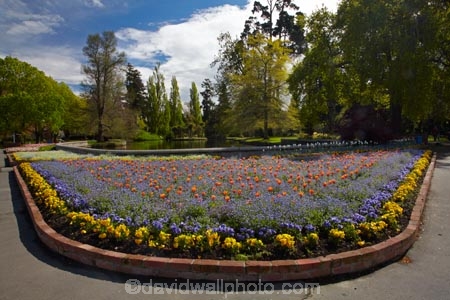 Ashburton;Ashburton-Domain;Ashburton-Gardens;bloom;blooming;blooms;blossom;blossoming;blossoms;Botanic-Garden;Botanic-Gardens;Botanical-Garden;Botanical-Gardens;Canterbury;flower;flowers;fresh;grow;growth;in-springtime;Mid-Canterbury;Mid_Canterbury;N.Z.;New-Zealand;NZ;pond;ponds;S.I.;season;seasonal;seasons;SI;South-Is;South-Is.;South-Island;spring;springtime;Sth-Is;tulip;tulips