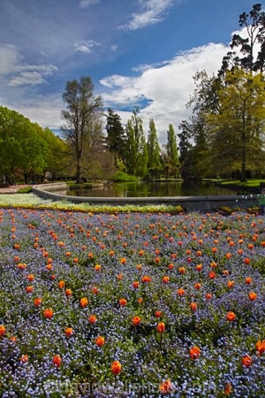 Ashburton;Ashburton-Domain;Ashburton-Gardens;bloom;blooming;blooms;blossom;blossoming;blossoms;Botanic-Garden;Botanic-Gardens;Botanical-Garden;Botanical-Gardens;Canterbury;flower;flowers;fresh;grow;growth;in-springtime;Mid-Canterbury;Mid_Canterbury;N.Z.;New-Zealand;NZ;pond;ponds;S.I.;season;seasonal;seasons;SI;South-Is;South-Is.;South-Island;spring;springtime;Sth-Is;tulip;tulips