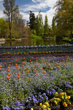 Ashburton;Ashburton-Domain;Ashburton-Gardens;bloom;blooming;blooms;blossom;blossoming;blossoms;Botanic-Garden;Botanic-Gardens;Botanical-Garden;Botanical-Gardens;Canterbury;flower;flowers;fresh;grow;growth;in-springtime;Mid-Canterbury;Mid_Canterbury;N.Z.;New-Zealand;NZ;pond;ponds;S.I.;season;seasonal;seasons;SI;South-Is;South-Is.;South-Island;spring;springtime;Sth-Is;tulip;tulips