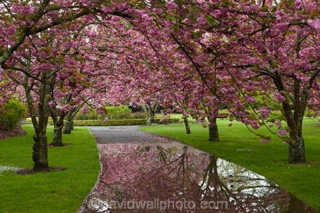 Ashburton;Ashburton-Domain;Ashburton-Gardens;avenue;avenues;bloom;blooming;blooms;blossom;blossoming;blossoms;Botanic-Garden;Botanic-Gardens;Botanical-Garden;Botanical-Gardens;calm;Canterbury;Christchurch;flower;flowers;footpath;footpaths;fresh;grow;growth;in-springtime;Mid-Canterbury;Mid_Canterbury;N.Z.;New-Zealand;NZ;path;paths;pathway;pink;pink-blossom;placid;puddle;puddles;quiet;reflected;reflection;reflections;renew;S.I.;season;seasonal;seasons;serene;SI;smooth;South-Is;South-Is.;South-Island;spring;spring-time;spring_time;springtime;Sth-Is;still;tranquil;water