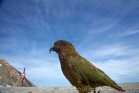 alpine;alpine-parrot;alpine-parrots;Animal;Animals;Aotearoa;bird;birds;Canterbury;fauna;indigenous;kea;keas;Mount-Hutt;Mt-Hutt;Mt.-Hutt;N.Z.;native;native-wildlife;nestor;nestor-notabilis;New-Zealand;New-Zealand-Alpine-Parrot;notabilis;NZ;ornithology;parrot;S.I.;SI;South-Is;South-Is.;South-Island;Sth-Is;Wild;Wildlife
