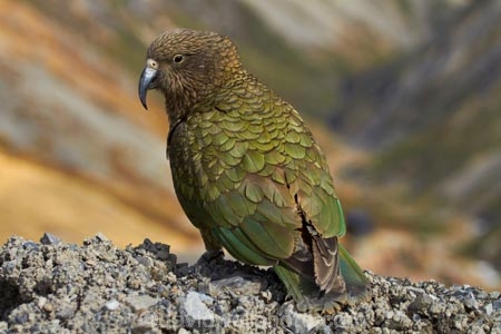 alpine;alpine-parrot;alpine-parrots;Animal;Animals;Aotearoa;bird;birds;Canterbury;fauna;indigenous;kea;keas;Mount-Hutt;Mt-Hutt;Mt.-Hutt;N.Z.;native;native-wildlife;nestor;nestor-notabilis;New-Zealand;New-Zealand-Alpine-Parrot;notabilis;NZ;ornithology;parrot;S.I.;SI;South-Is;South-Is.;South-Island;Sth-Is;Wild;Wildlife