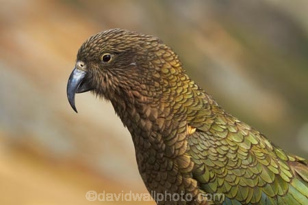 alpine;alpine-parrot;alpine-parrots;Animal;Animals;Aotearoa;bird;birds;Canterbury;fauna;indigenous;kea;keas;Mount-Hutt;Mt-Hutt;Mt.-Hutt;N.Z.;native;native-wildlife;nestor;nestor-notabilis;New-Zealand;New-Zealand-Alpine-Parrot;notabilis;NZ;ornithology;parrot;S.I.;SI;South-Is;South-Is.;South-Island;Sth-Is;Wild;Wildlife