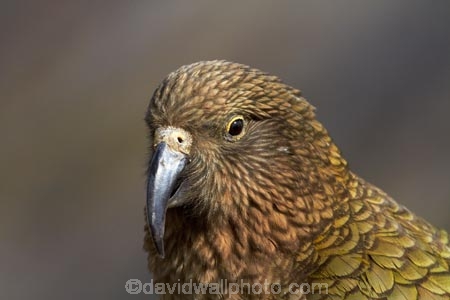 alpine;alpine-parrot;alpine-parrots;Animal;Animals;Aotearoa;bird;birds;Canterbury;fauna;indigenous;kea;keas;Mount-Hutt;Mt-Hutt;Mt.-Hutt;N.Z.;native;native-wildlife;nestor;nestor-notabilis;New-Zealand;New-Zealand-Alpine-Parrot;notabilis;NZ;ornithology;parrot;S.I.;SI;South-Is;South-Is.;South-Island;Sth-Is;Wild;Wildlife