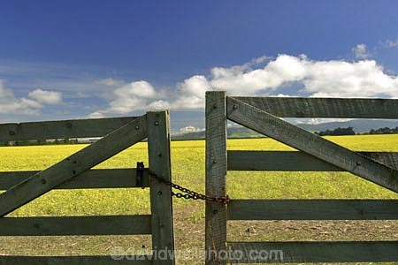 agricultural;agriculture;Canola;canterbury;chain;chained;chains;close;closed;cloud;clouds;color;colors;colour;colours;country;countryside;crop;cropping;crops;cultivate;cultivation;farm;farming;farmland;farms;fence;fences;field;fields;flower;flowers;gate;gate_way;gate_ways;gates;gateway;gateways;horticultural;horticulture;latch;lock;meadow;meadows;new-zealand;paddock;paddocks;pasture;pastures;rape-seed;rapeseed;rural;shut;sky;south-canterbury;south-island;yellow