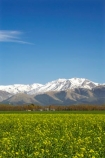 agricultural;agriculture;alp;alpine;alps;altitude;canterbury;color;colors;colour;colours;country;countryside;crop;cropping;crops;cultivation;farm;farming;farmland;farms;field;fields;flower;flowers;garden;gardens;high-altitude;horticulture;main-divide;meadow;meadows;Methven;mount;mountain;mountain-peak;mountainous;mountains;mountainside;mt;mt.;New-Zealand;paddock;paddocks;pasture;pastures;peak;peaks;peneplain;plain;plains;range;ranges;rape-seed;Rapeseed-Field;rural;snow;snow-capped;snow_capped;snowcapped;snowy;South-Island;southern-alps;summit;summits;yellow
