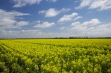 agricultural;agriculture;canola;Canterbury;Christchurch;cloud;clouds;color;colors;colour;colours;country;countryside;crop;cropping;crops;cultivate;cultivation;farm;farming;farmland;farms;field;fields;flower;flowers;horticultural;horticulture;meadow;meadows;N.Z.;New-Zealand;NZ;paddock;paddocks;pasture;pastures;rape-seed;rape_seed;rapeseed;rural;S.I.;SI;sky;South-Canterbury;South-Is.;south-island;Sth-Canterbury;yellow