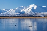 bird;birds;calm;Canterbury;Canterbury-Foothills;cold;duck;ducks;Hakatere-Conservation-Park;lake;Lake-Heron;lakes;Mid-Canterbury;N.Z.;New-Zealand;NZ;Ornithology;Palmer-Range;placid;quiet;reflection;reflections;S.I.;season;seasonal;seasons;serene;SI;smooth;snow;snowy;South-Is;South-Island;still;swan;swans;tranquil;water;water-bird;water-birds;white;wildlife;winter;wintery