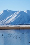 bird;birds;calm;Canterbury;Canterbury-Foothills;cold;duck;ducks;Hakatere-Conservation-Park;lake;Lake-Heron;lakes;Mid-Canterbury;N.Z.;New-Zealand;NZ;Ornithology;Palmer-Range;placid;quiet;reflection;reflections;S.I.;season;seasonal;seasons;serene;SI;smooth;snow;snowy;South-Is;South-Island;still;swan;swans;tranquil;water;water-bird;water-birds;white;wildlife;winter;wintery