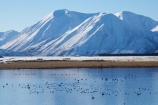 bird;birds;calm;Canterbury;Canterbury-Foothills;cold;duck;ducks;Hakatere-Conservation-Park;lake;Lake-Heron;lakes;Mid-Canterbury;N.Z.;New-Zealand;NZ;Ornithology;Palmer-Range;placid;quiet;reflection;reflections;S.I.;season;seasonal;seasons;serene;SI;smooth;snow;snowy;South-Is;South-Island;still;swan;swans;tranquil;water;water-bird;water-birds;white;wildlife;winter;wintery