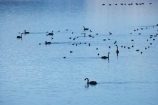 bird;birds;Canterbury;duck;ducks;Hakatere-Conservation-Park;lake;Lake-Heron;lakes;Mid-Canterbury;N.Z.;New-Zealand;NZ;Ornithology;S.I.;SI;South-Is;South-Island;swan;swans;water;water-bird;water-birds;wildlife