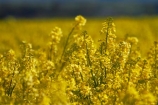 agricultural;agriculture;canola;Canterbury;color;colors;colour;colours;country;countryside;crop;cropping;crops;cultivate;cultivation;farm;farming;farmland;farms;field;fields;flower;flowers;horticultural;horticulture;meadow;meadows;N.Z.;New-Zealand;NZ;paddock;paddocks;pasture;pastures;rape-seed;rape_seed;rapeseed;rural;S.I.;SI;South-Canterbury;South-Is;South-Is.;South-Island;Sth-Canterbury;Sth-Is;Timaru;yellow