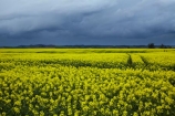agricultural;agriculture;approaching-storm;approaching-storms;black-cloud;black-clouds;canola;Canterbury;cloud;clouds;cloudy;color;colors;colour;colours;country;countryside;crop;cropping;crops;cultivate;cultivation;dark-cloud;dark-clouds;farm;farming;farmland;farms;field;fields;flower;flowers;gray-cloud;gray-clouds;grey-cloud;grey-clouds;horticultural;horticulture;meadow;meadows;N.Z.;New-Zealand;NZ;paddock;paddocks;pasture;pastures;rain-cloud;rain-clouds;rain-storm;rain-storms;rape-seed;rape_seed;rapeseed;rural;S.I.;season;seasonal;seasons;SI;South-Canterbury;South-Is;South-Is.;South-Island;spring;spring-time;spring_time;springtime;Sth-Canterbury;Sth-Is;storm;storm-cloud;storm-clouds;storms;thunder-storm;thunder-storms;thunderstorm;thunderstorms;Timaru;track;tracks;weather;yellow;yellow-flower;yellow-flowers