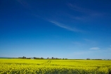 agricultural;agriculture;blue-sky;canola;Canterbury;color;colors;colour;colours;country;countryside;crop;cropping;crops;cultivate;cultivation;farm;farming;farmland;farms;field;fields;flower;flowering;flowers;horticultural;horticulture;meadow;meadows;N.Z.;New-Zealand;NZ;paddock;paddocks;pasture;pastures;rape-seed;rape_seed;rapeseed;rural;S.I.;SI;South-Canterbury;South-Is;South-Is.;South-Island;Sth-Canterbury;Sth-Is;Timaru;yellow;yellow-flowers