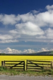 agricultural;agriculture;Canola;canterbury;chain;chained;chains;close;closed;cloud;clouds;color;colors;colour;colours;country;countryside;crop;cropping;crops;cultivate;cultivation;farm;farming;farmland;farms;fence;fences;field;fields;flower;flowers;gate;gate_way;gate_ways;gates;gateway;gateways;horticultural;horticulture;latch;lock;meadow;meadows;new-zealand;paddock;paddocks;pasture;pastures;rape-seed;rural;shut;sky;south-canterbury;south-island;yellow