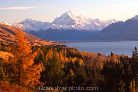 mountain;peak;mount-cook;color;colours;colors;trees;forest;snow;snow-covered;snow_covered;orange;autumnal;lake;lakes;slope;scenic;scenary;tourism;natural;spectacular;beauty;highest;mountains;southern-alps;main-divide