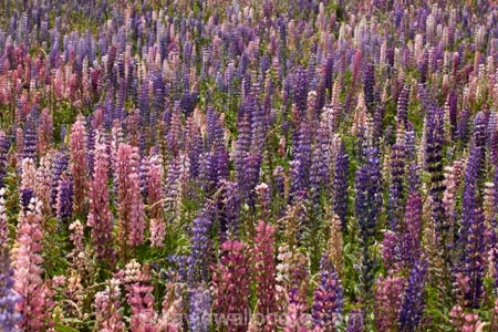 Canterbury;floral;flower;flowering;flowers;lavendar;lilac;lupin;lupine;lupines;lupins;lupinus;Mackenzie-Country;N.Z.;New-Zealand;NZ;pink;S.I.;SI;South-Canterbury;South-Is.;South-Island;spring;springtime;summer;summertime;Tekapo;violet;wild-flower;wild-flowers;wild-lupins;wild_flower;wild_flowers;wildflower;wildflowers