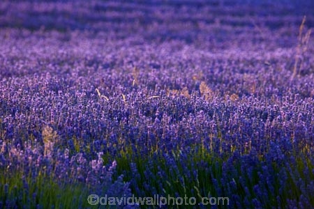 Alpine-Lavender;Alpine-Lavender-Farm;Canterbury;country;countryside;crop;crops;farm;farming;farmland;farms;flower;flowers;horticulture;Lamiaceae;Lavandula;lavender;lavender-farm;lavender-farms;lavender-flower;lavender-flowers;lavenders;light;Mackenzie-Country;Mackenzie-District;Mackenzie-Region;mauve;Mount-Cook;Mt-Cook;N.Z.;New-Zealand;New-Zealand-Alpine-Lavender;NZ;NZ-Alpine-Lavender;NZ-Alpine-Lavender-Farm;organic;organic-lavender-farm;purple;row;rows;S.I.;SI;South-Canterbury;South-Is;South-Is.;South-Island;Sth-Is;Twizel;violet