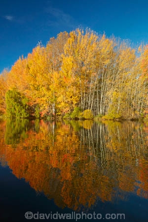 autuminal;autumn;autumn-colour;autumn-colours;autumnal;calm;color;colors;colour;colours;deciduous;fall;gold;golden;Kelland-Pond;Kelland-Ponds;Kellands-Pond;Kellands-Ponds;lake;Lake-Ruataniwha;lakes;leaf;leaves;Mackenzie-Country;Mackenzie-District;Mackenzie-Region;N.Z.;New-Zealand;North-Otago;NZ;Otago;placid;pond;ponds;quiet;reflected;reflection;reflections;S.I.;season;seasonal;seasons;serene;SI;smooth;South-Is;South-Island;Sth-Is;Sth-Is.;still;tranquil;tree;trees;Twizel;Waitaki-District;Waitaki-Region;water;yellow