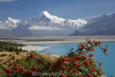alp;alpine;alps;altitude;Aoraki;Aoraki-Mt-Cook;Aoraki-Mt-Cook-National-Park;brairs;briar;briar-bushes;Canterbury;glacial;glacier;glaciers;high-altitude;Lake-Pukaki;main-divide;mount;mountain;mountain-peak;mountainous;mountains;mountainside;mt;Mt-Cook;Mt-Cook-National-Park;mt.;N.Z.;New-Zealand;NZ;peak;peaks;range;ranges;rosehip;rosehips;snow;snow-capped;snow_capped;snowcapped;snowy;South-Canterbury;South-Island;southern-alps;summit;summits