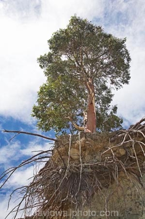 Canterbury;environment;eroded;erosion;Eucalyptus-Tree;Eucalyptus-Trees;Gum-Tree;Gum-trees;island;Lake-Pukaki;Mackenzie-Country;Morgans-Island;N.Z.;New-Zealand;NZ;overhang;overhanging;root;roots;soil-erosion;South-Canterbury;South-Island;undermine;undermined