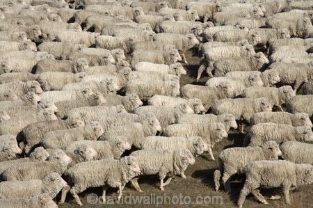 agricultural;agriculture;animal;Animals;country;countryside;crowd;crowded;Crowds;drove;droving;ewes;farm;Farm-animals;farming;farms;field;fields;flock;flocks;herbivore;herbivores;herbivorous;herd;herds;livestock;Mackenzie-Country;Mackenzie-District;mammal;mammals;Mckenzie-Country;Mckenzie-District;meadow;meadows;mob;mobs;muster;mustering;N.Z.;New-Zealand;NZ;Outdoor;Outdoors;Outside;paddock;paddocks;pasture;pastures;rural;S.I.;sheep;SI;South-Canterbury;South-Island;stock;white;wool;woolly;wooly