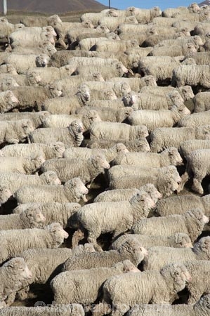 agricultural;agriculture;animal;Animals;country;countryside;crowd;crowded;Crowds;drove;droving;ewes;farm;Farm-animals;farming;farms;field;fields;flock;flocks;herbivore;herbivores;herbivorous;herd;herds;livestock;Mackenzie-Country;Mackenzie-District;mammal;mammals;Mckenzie-Country;Mckenzie-District;meadow;meadows;mob;mobs;muster;mustering;N.Z.;New-Zealand;NZ;Outdoor;Outdoors;Outside;paddock;paddocks;pasture;pastures;rural;S.I.;sheep;SI;South-Canterbury;South-Island;stock;white;wool;woolly;wooly