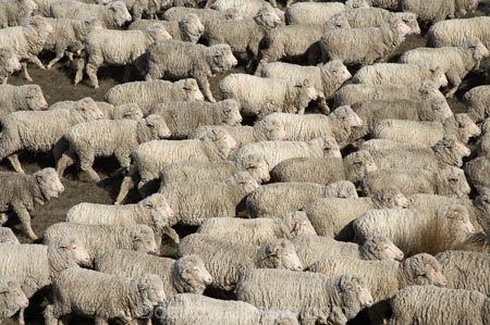 agricultural;agriculture;animal;Animals;country;countryside;crowd;crowded;Crowds;drove;droving;ewes;farm;Farm-animals;farming;farms;field;fields;flock;flocks;herbivore;herbivores;herbivorous;herd;herds;livestock;Mackenzie-Country;Mackenzie-District;mammal;mammals;Mckenzie-Country;Mckenzie-District;meadow;meadows;mob;mobs;muster;mustering;N.Z.;New-Zealand;NZ;Outdoor;Outdoors;Outside;paddock;paddocks;pasture;pastures;rural;S.I.;sheep;SI;South-Canterbury;South-Island;stock;white;wool;woolly;wooly