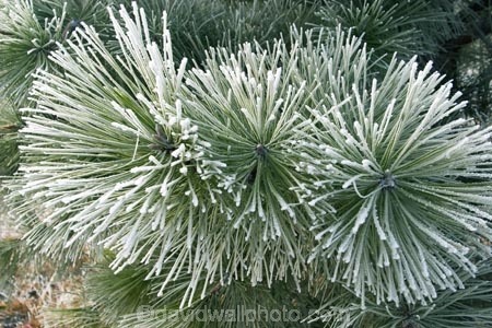 cold;conifer;conifers;evergreen;evergreens;freeze;freezes;frost;frosted;frosty;frozen;hoar;hoar-frost;ice;icy;leaf;leaves;Mackenzie-Country;needle;needles;New-Zealand;pine;pine-needles;pine-tree;pine-trees;pines;pinetree;pinetrees;plant;season;seasonal;seasons;South-Island;Twizel;winter;wintry