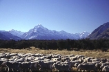 mountain;mountains;southern-alps;main-divide;snow;highest;peak;sheep;herd;muster;shepherd;lambs;lamb;alpine;rural;icon;wool;wooly