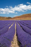 Alpine-Lavender;Alpine-Lavender-Farm;Canterbury;country;countryside;crop;crops;farm;farming;farmland;farms;flower;flowers;horticulture;Lamiaceae;Lavandula;lavender;lavender-farm;lavender-farms;lavender-flower;lavender-flowers;lavenders;Mackenzie-Country;Mackenzie-District;Mackenzie-Region;mauve;Mount-Cook;Mt-Cook;N.Z.;New-Zealand;New-Zealand-Alpine-Lavender;NZ;NZ-Alpine-Lavender;NZ-Alpine-Lavender-Farm;organic;organic-lavender-farm;purple;row;rows;S.I.;SI;South-Is;South-Is.;South-Island;Sth-Is;Twizel;violet