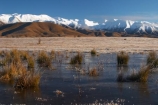 golden;mountains;mountain;ranges;range;grass;farm;farming;farms;farmland;paddock;paddocks;field;fields;pasture;pastures;meadow;meadows;agriculture;agricultural;ice;icy;rural;ben-ohau-range;mackenzie-country;twizel;south-island;cold;winter;puddle;snow;snowy;middle-earth;lord-of-the-rings;lotr;pellanor-fields;pelannor-fields;pelanor;pellannor