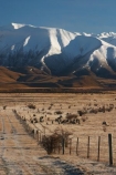 golden;mountains;mountain;ranges;range;grass;farm;farming;farms;farmland;paddock;paddocks;field;fields;pasture;pastures;meadow;meadows;agriculture;agricultural;frosty;frost;rural;ben-ohau-range;mackenzie-country;twizel;south-island;cold;winter;snow;snowy;middle-earth;lord-of-the-rings;lotr;pellanor-fields;pelannor-fields;pelanor;pellannor;fence;fences;fencing