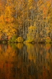 autuminal;autumn;autumn-colour;autumn-colours;autumnal;calm;color;colors;colour;colours;deciduous;fall;gold;golden;Kelland-Pond;Kelland-Ponds;Kellands-Pond;Kellands-Ponds;lake;Lake-Ruataniwha;lakes;leaf;leaves;Mackenzie-Country;Mackenzie-District;Mackenzie-Region;N.Z.;New-Zealand;North-Otago;NZ;Otago;placid;pond;ponds;quiet;reflected;reflection;reflections;S.I.;season;seasonal;seasons;serene;SI;smooth;South-Is;South-Island;Sth-Is;Sth-Is.;still;tranquil;tree;trees;trunk;trunks;Twizel;Waitaki-District;Waitaki-Region;water;yellow