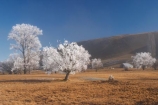 beautiful;calm;calmness;clean;clear;cold;Coldness;Color;Colour;Daytime;Exterior;freeze;freezing;freezing-fog;frost;Frosted;frosty;high-country;hoar-frost;Hoarfrost;ice;icy;idyllic;Landscape;Landscapes;mackenzie;mackenzie-country;waitaki-district;twizel;natural;Nature;new-zealand;Outdoor;Outdoors;Outside;peaceful;Peacefulness;phenomena;phenomenon;pure;Quiet;Quietness;Scenic;Scenics;Season;Seasons;silence;south-island;spectacular;stunning;sunny;tourism;tranquil;tranquility;tree;trees;view;waitaki;water;weather;White;winter;Wintertime;wintery;wintry;grass;grassy;farm;farmland;farms;farming;field;fields;paddock;paddocks;meadow;meadows;pasture;pastures;rural;agriculture;agricultural;country;countryside;farm-buildings;farm-building;woolshed;woolsheds;sheepshed;sheepsheds;wool-shed;wool-sheds;sheep-shed