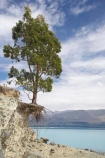 Canterbury;environment;eroded;erosion;Eucalyptus-Tree;Eucalyptus-Trees;Gum-Tree;Gum-trees;island;Lake-Pukaki;Mackenzie-Country;Morgans-Island;N.Z.;New-Zealand;NZ;overhang;overhanging;root;roots;soil-erosion;South-Canterbury;South-Island;undermine;undermined