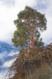 Canterbury;environment;eroded;erosion;Eucalyptus-Tree;Eucalyptus-Trees;Gum-Tree;Gum-trees;island;Lake-Pukaki;Mackenzie-Country;Morgans-Island;N.Z.;New-Zealand;NZ;overhang;overhanging;root;roots;soil-erosion;South-Canterbury;South-Island;undermine;undermined