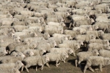 agricultural;agriculture;animal;Animals;country;countryside;crowd;crowded;Crowds;drove;droving;ewes;farm;Farm-animals;farming;farms;field;fields;flock;flocks;herbivore;herbivores;herbivorous;herd;herds;livestock;Mackenzie-Country;Mackenzie-District;mammal;mammals;Mckenzie-Country;Mckenzie-District;meadow;meadows;mob;mobs;muster;mustering;N.Z.;New-Zealand;NZ;Outdoor;Outdoors;Outside;paddock;paddocks;pasture;pastures;rural;S.I.;sheep;SI;South-Canterbury;South-Island;stock;white;wool;woolly;wooly