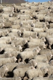 agricultural;agriculture;animal;Animals;country;countryside;crowd;crowded;Crowds;drove;droving;ewes;farm;Farm-animals;farming;farms;field;fields;flock;flocks;herbivore;herbivores;herbivorous;herd;herds;livestock;Mackenzie-Country;Mackenzie-District;mammal;mammals;Mckenzie-Country;Mckenzie-District;meadow;meadows;mob;mobs;muster;mustering;N.Z.;New-Zealand;NZ;Outdoor;Outdoors;Outside;paddock;paddocks;pasture;pastures;rural;S.I.;sheep;SI;South-Canterbury;South-Island;stock;white;wool;woolly;wooly