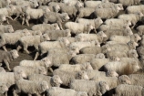 agricultural;agriculture;animal;Animals;country;countryside;crowd;crowded;Crowds;drove;droving;ewes;farm;Farm-animals;farming;farms;field;fields;flock;flocks;herbivore;herbivores;herbivorous;herd;herds;livestock;Mackenzie-Country;Mackenzie-District;mammal;mammals;Mckenzie-Country;Mckenzie-District;meadow;meadows;mob;mobs;muster;mustering;N.Z.;New-Zealand;NZ;Outdoor;Outdoors;Outside;paddock;paddocks;pasture;pastures;rural;S.I.;sheep;SI;South-Canterbury;South-Island;stock;white;wool;woolly;wooly