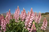 Canterbury;floral;flower;flowering;flowers;lupin;lupine;lupines;lupins;lupinus;Mackenzie-Country;N.Z.;New-Zealand;NZ;pink;S.I.;SI;South-Canterbury;South-Is.;South-Island;spring;springtime;summer;summertime;Tekapo;wild-flower;wild-flowers;wild-lupins;wild_flower;wild_flowers;wildflower;wildflowers