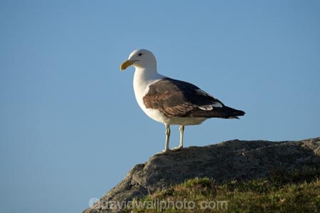 Animal;animals;Avian;Bay-of-Plenty;Beak;Bird;bird-watching;bird_watching;birds;Black_backed-Gull;Black_backed-Gulls;eco-tourism;eco_tourism;ecotourism;Fauna;Feather;flight;fly;flying;gull;gulls;karoro;Larus-dominicanus;Mount-Maunganui;Mt-Maunganui;Mt.-Maunganui;N.I.;N.Z.;Natural;Nature;New-Zealand;NI;North-Is;North-Is.;North-Island;NZ;Ornithology;seagull;seagulls;Tauranga;wild;wildlife;Wing