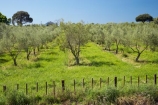 B.O.P.;Bay-of-Plenty;BOP;country;countryside;crop;crops;farm;farming;farmland;farms;field;fruit;fruit-tree;fruit-trees;horticulture;N.I.;N.Z.;New-Zealand;NI;North-Is;North-Island;NZ;olive;olive-orchard;olive-orchards;olive-tree;olive-trees;olives;orchard;orchards;row;rows;rural;tree;trees;Whakatane