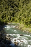 B.O.P.;Bay-of-Plenty;BOP;bush;clean;clean-river;clean-rivers;clean-water;forest;forests;N.I.;N.Z.;native;native-bush;natural;New-Zealand;NI;North-Is;North-Island;NZ;rapids;river;rivers;Waioeka-Gorge;Waioeka-River;water;white-water