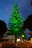 Bay-of-Plenty;dark;evening;light;lights;Maunganui-Rd;Maunganui-Road;Mount-Maunganui;Mt-Maunganui;Mt.-Maunganui;N.I.;N.Z.;New-Zealand;NI;night;night-time;night_time;Norfolk-Pine;Norfolk-Pine-Trees;Norfolk-Pines;North-Is;North-Is.;North-Island;NZ;Tauranga;tree;trees