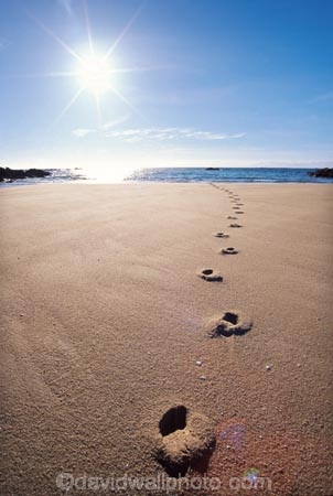 beach;track;tracks;beaches;footprint;footprints;sun;sunny;dawn;early-morning;foot-print
