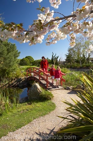 bloom;blooming;blooms;blossom;blossoming;blossoms;botanic-garden;botanic-gardens;botanical-garden;botanical-gardens;bridge;bridges;families;family;fresh;garden;gardens;grow;growth;Miyazu-Garden;Miyazu-Japanese-Garden;Myazu;N.Z.;Nelson;Nelson-City;Nelson-Region;New-Zealand;NZ;people;person;renew;S.I.;season;seasonal;seasons;SI;South-Is.;South-Island;spring;springtime