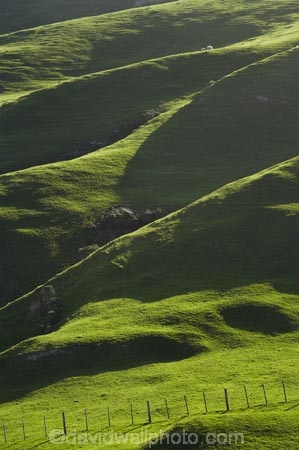 agricultural;agriculture;Cape-Farewell;country;countryside;farm;farming;farmland;farms;fence;fence-line;fence-lines;fence_line;fence_lines;fenceline;fencelines;fences;field;fields;hill;hills;hilly;livestock;meadow;meadows;N.Z.;Nelson-Region;New-Zealand;NZ;paddock;paddocks;pasture;pastures;rural;S.I.;sheep;SI;South-Is.;South-Island;stock;sunlight