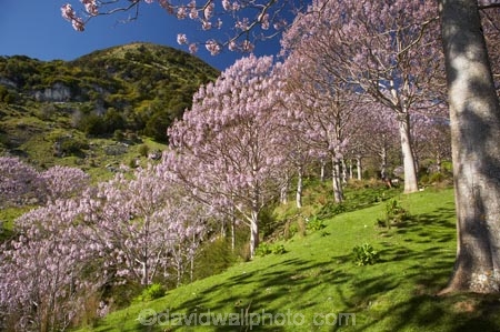 bloom;blooming;blooms;forest;forests;fresh;Golden-Bay;grow;growth;Lamiales;lilac;Magnoliophyta;Magnoliopsida;mauve;N.Z.;Nelson-Region;New-Zealand;NZ;Paulownia;Paulownia-Plantation;Paulownia-Tree;Paulownia-Trees;Paulowniaceae;Paulownias;plantation;plantations;purple;renew;S.I.;season;seasonal;seasons;SI;South-Is.;South-Island;spring;Spring-Flower;springtime;Takaka;tree;trees;violet